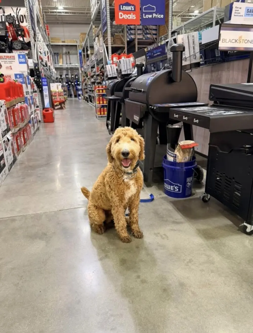 Goldendoodle holding a calm sit in a busy Lowe's aisle during public-access training